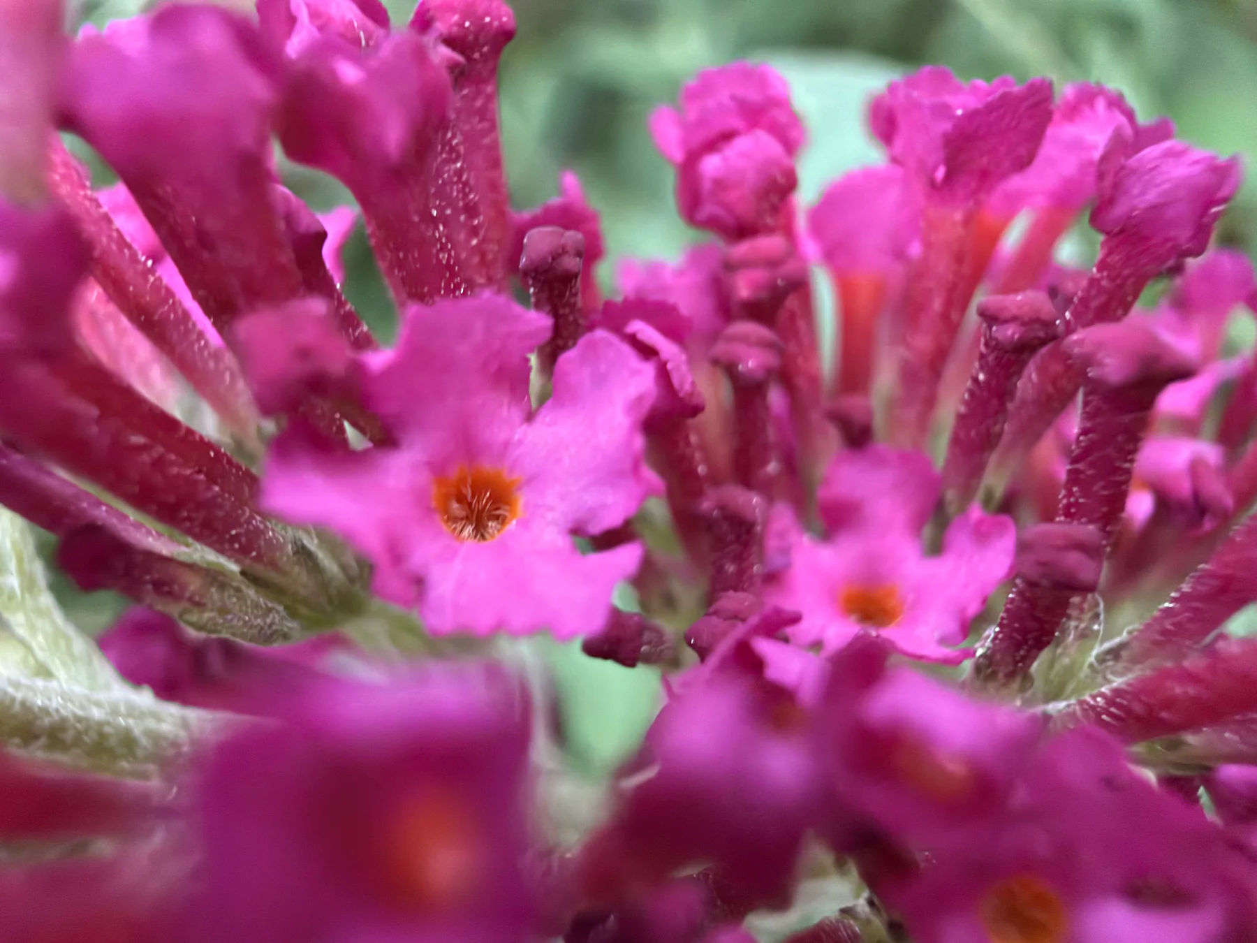 Bee Balm