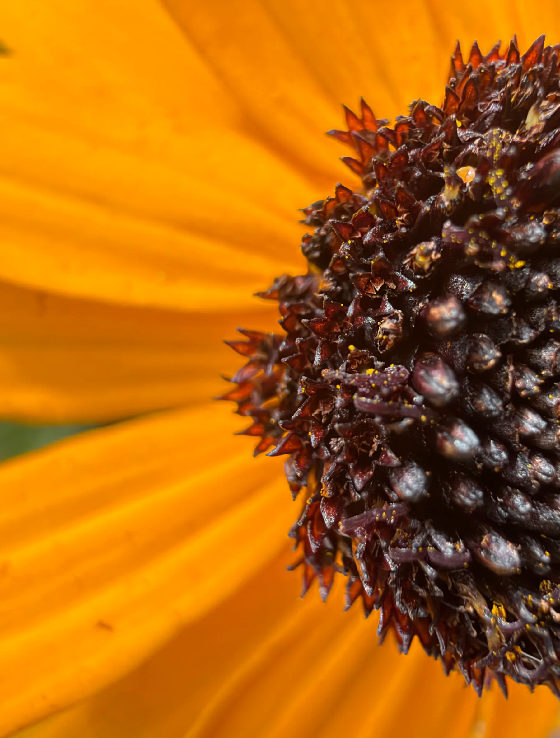 Brown eyed Susan