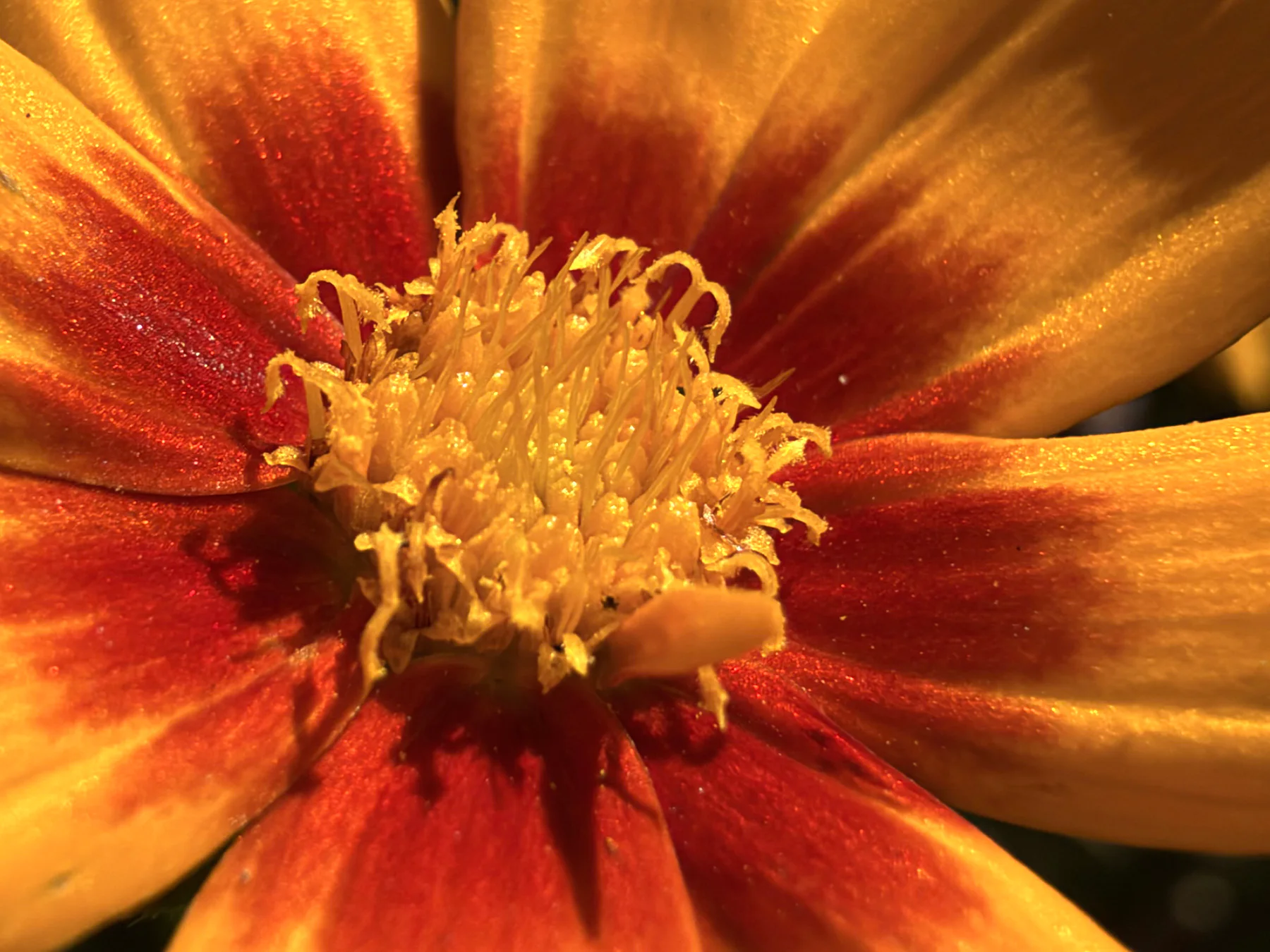 Blanket Flower