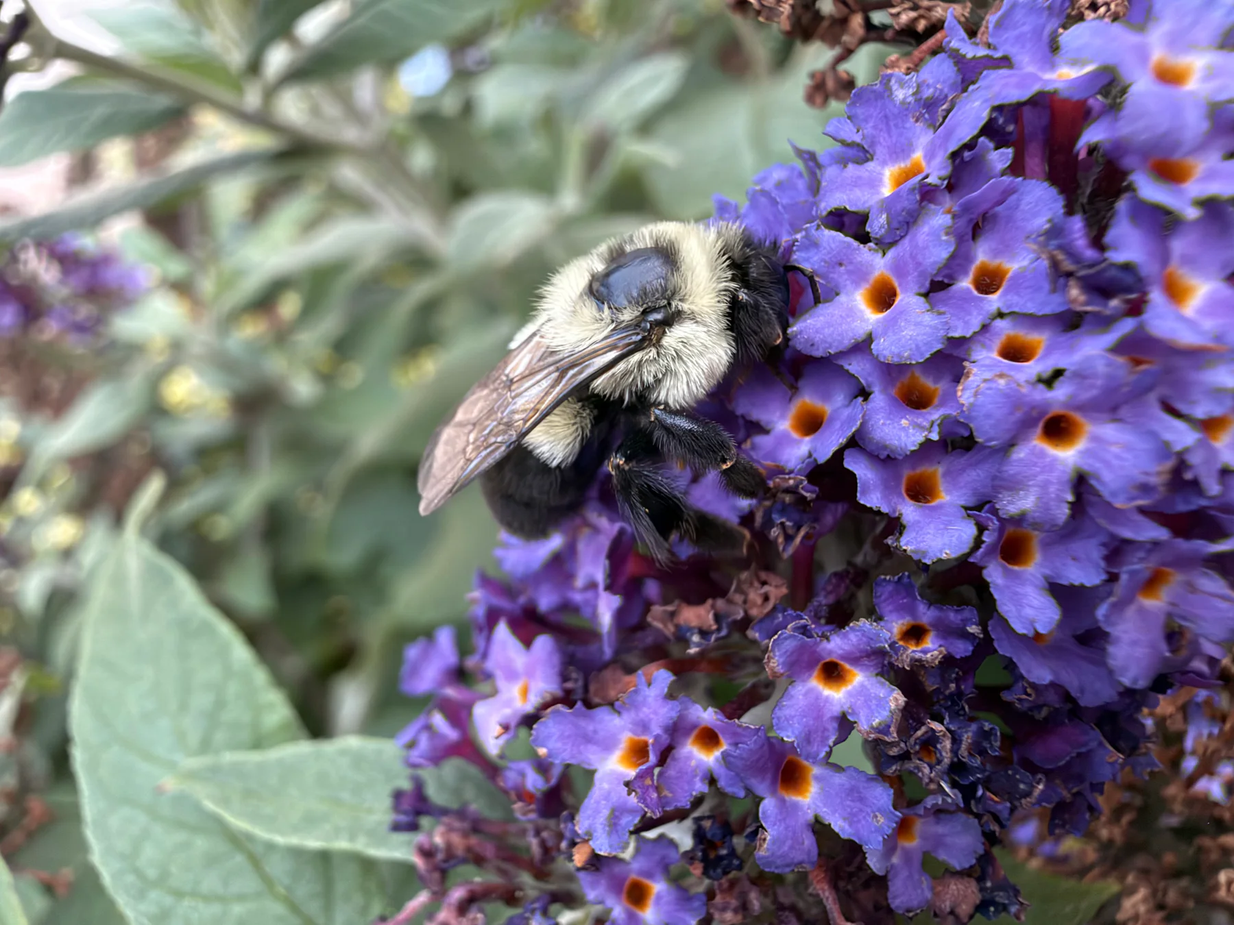 Butterfly Bush