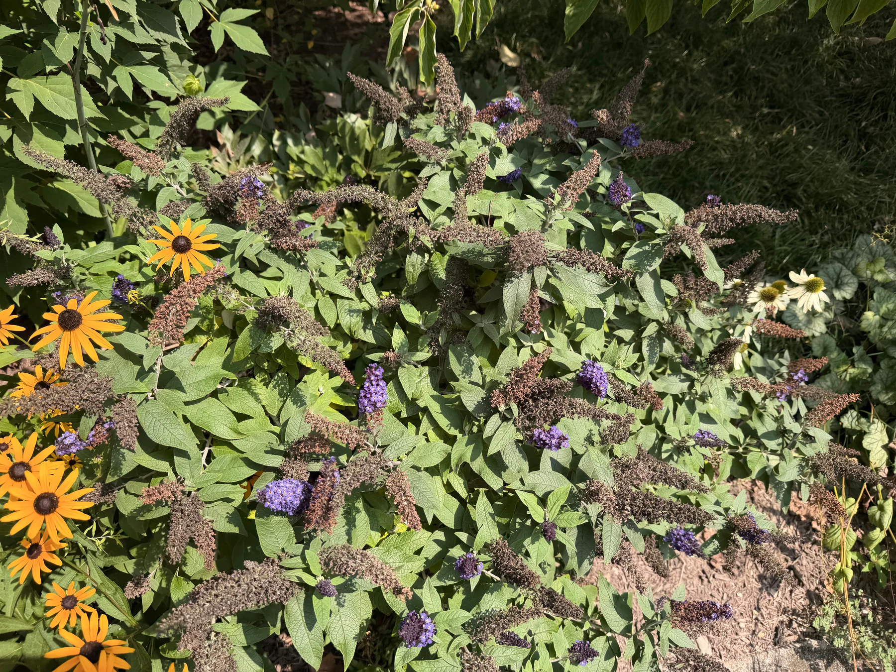 Butterfly Bush in its surroundings
