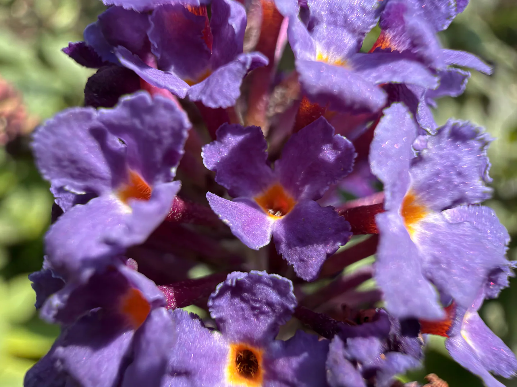 Butterfly Bush