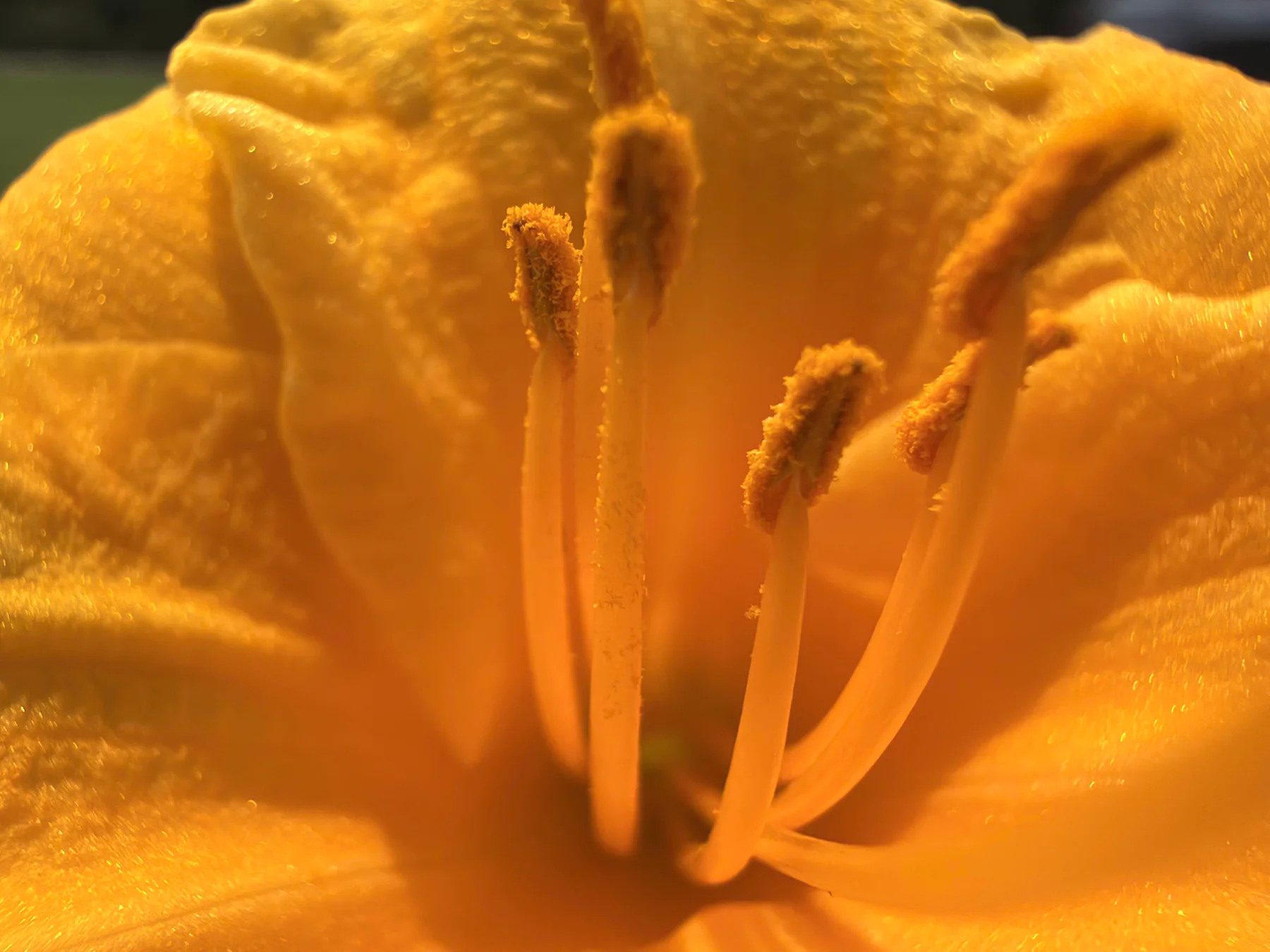 Daylily