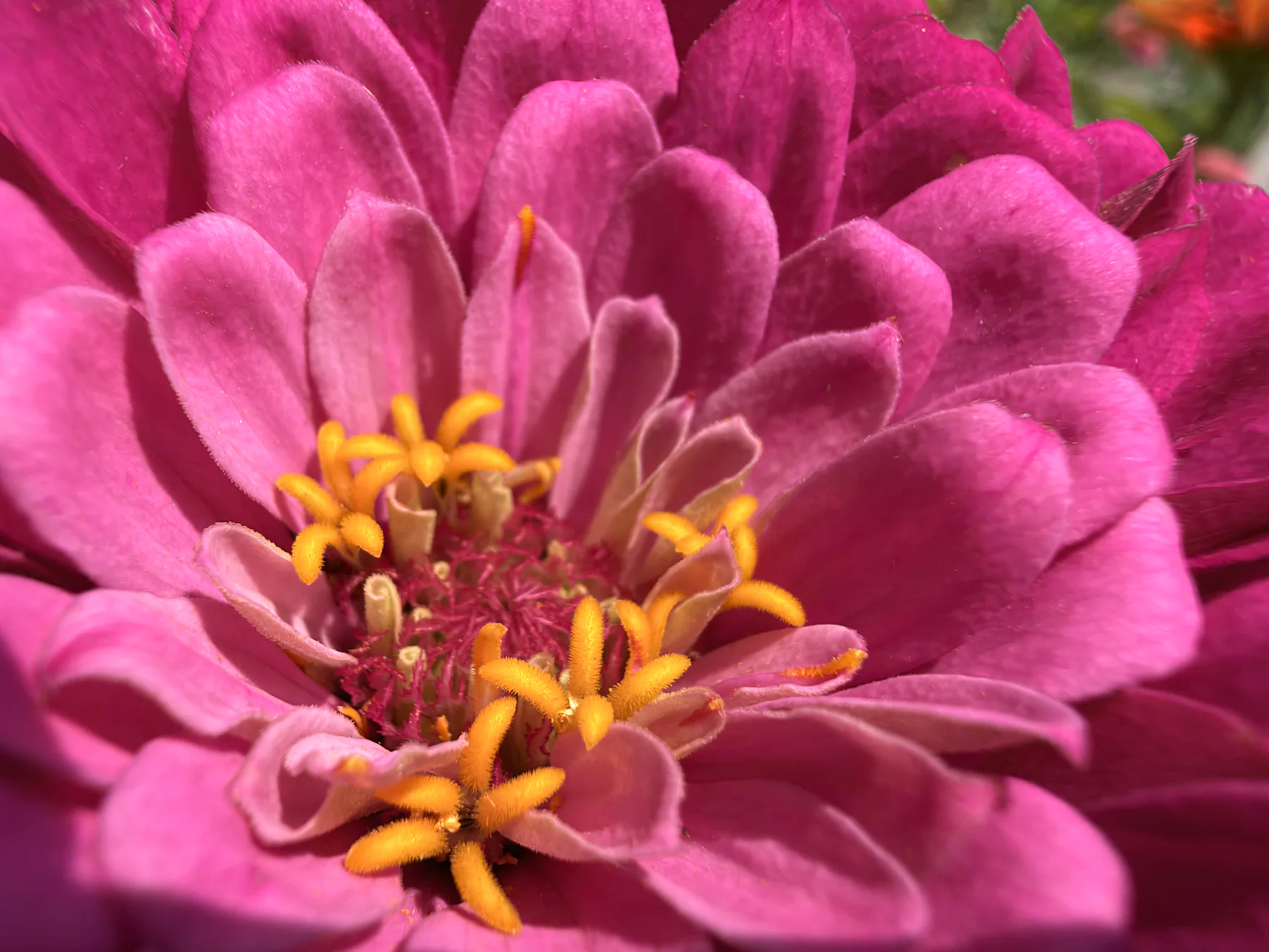 Garden Zinnia