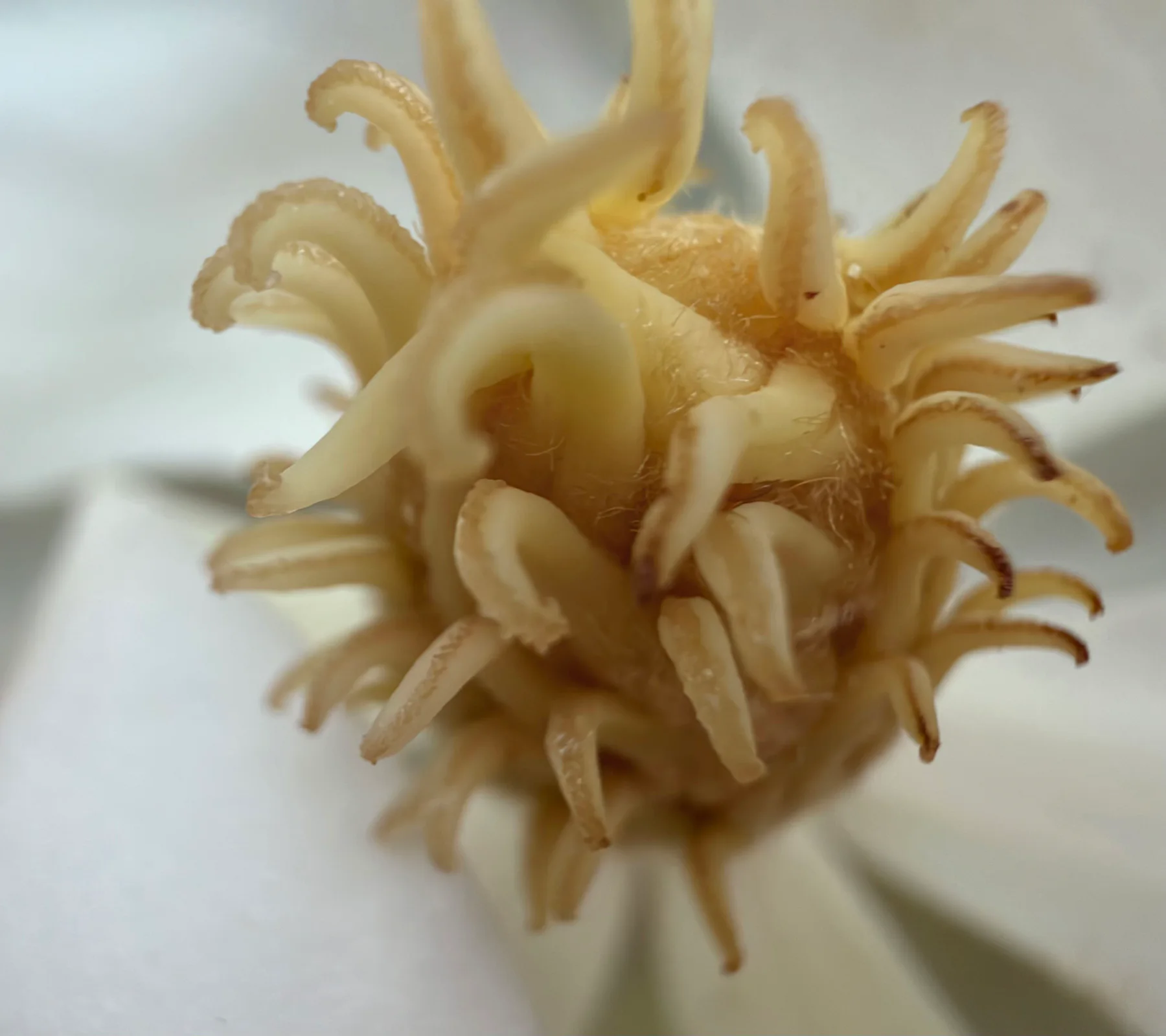 Gardenia