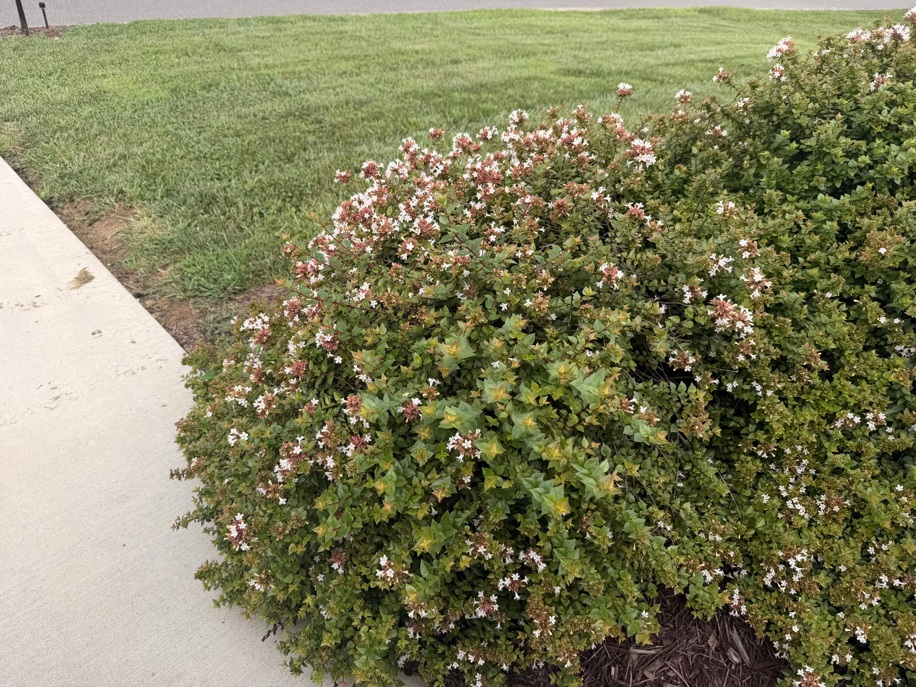 Glossy Abelia in its surroundings