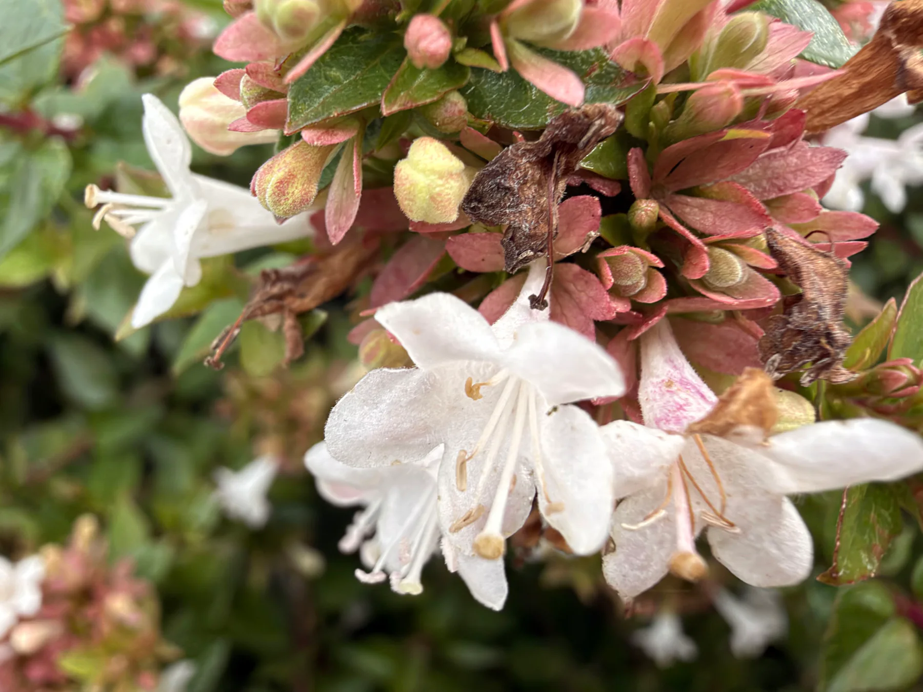 Glossy Abelia