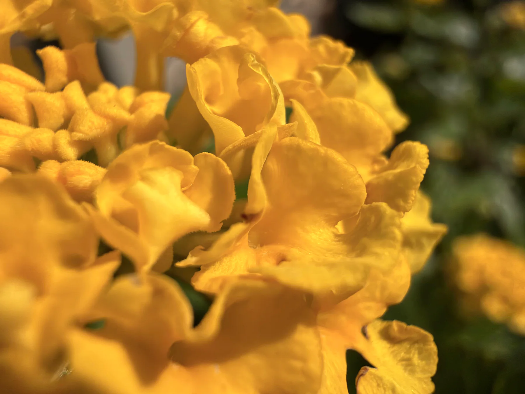 Golden Lantana