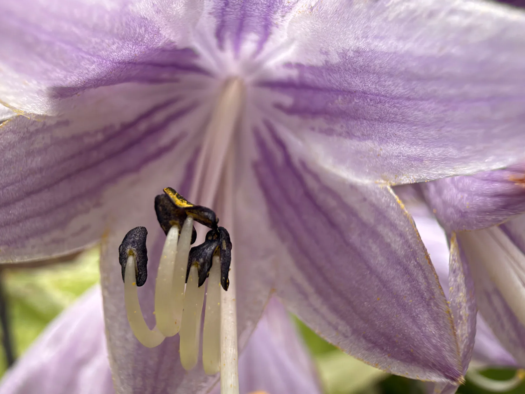 Hosta Bloom