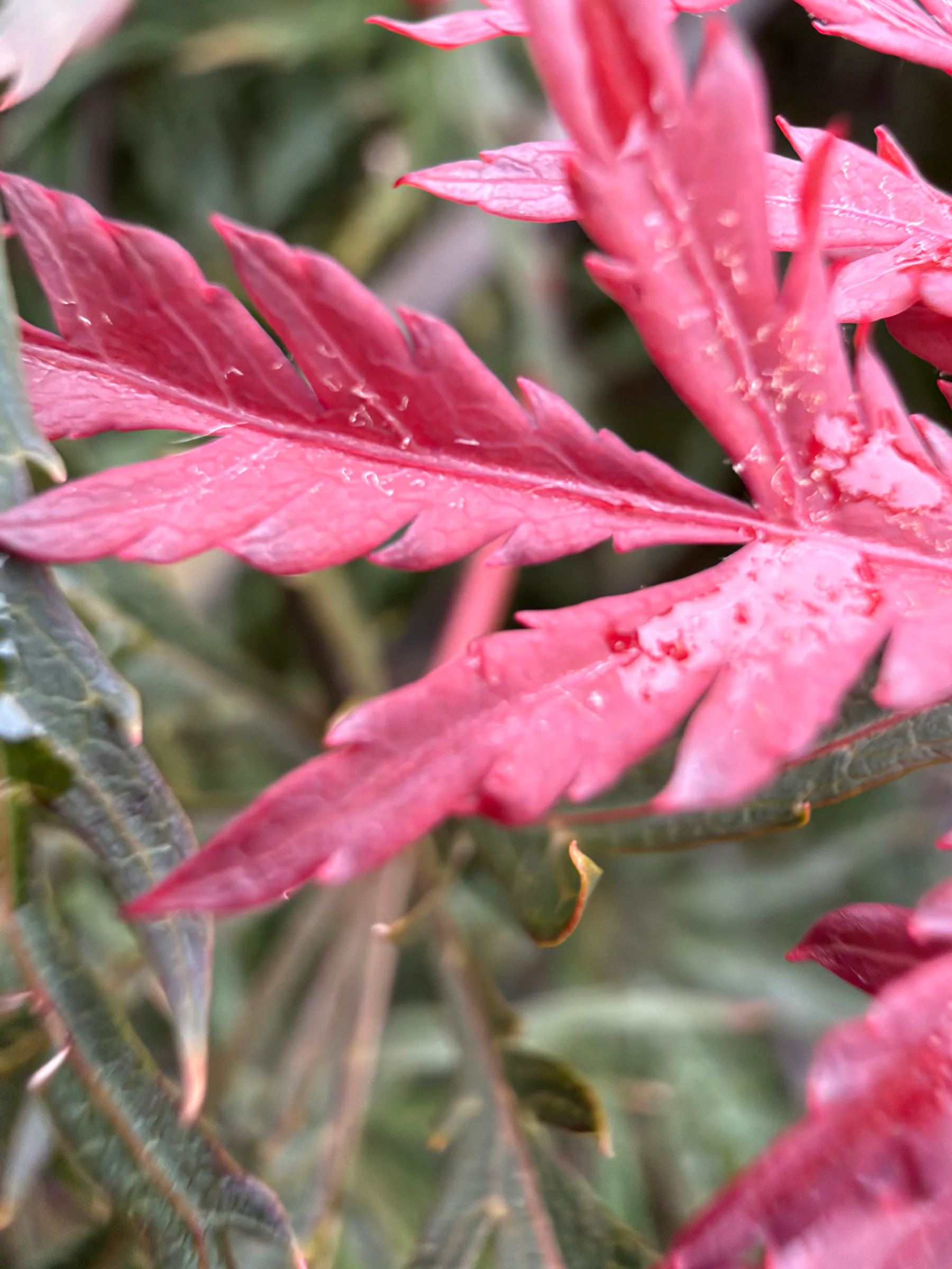 Japanese Maple