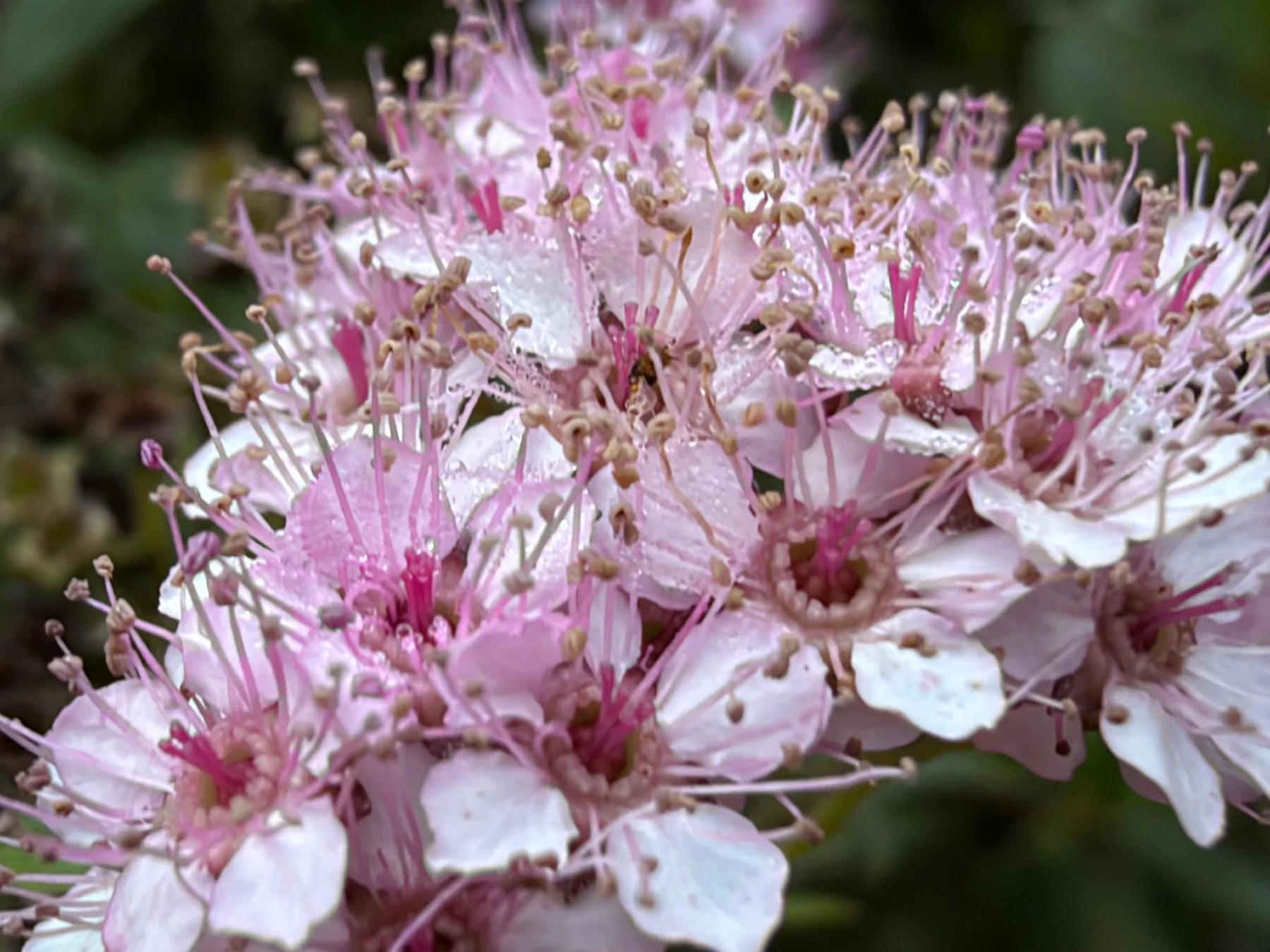 Japanese Spirea