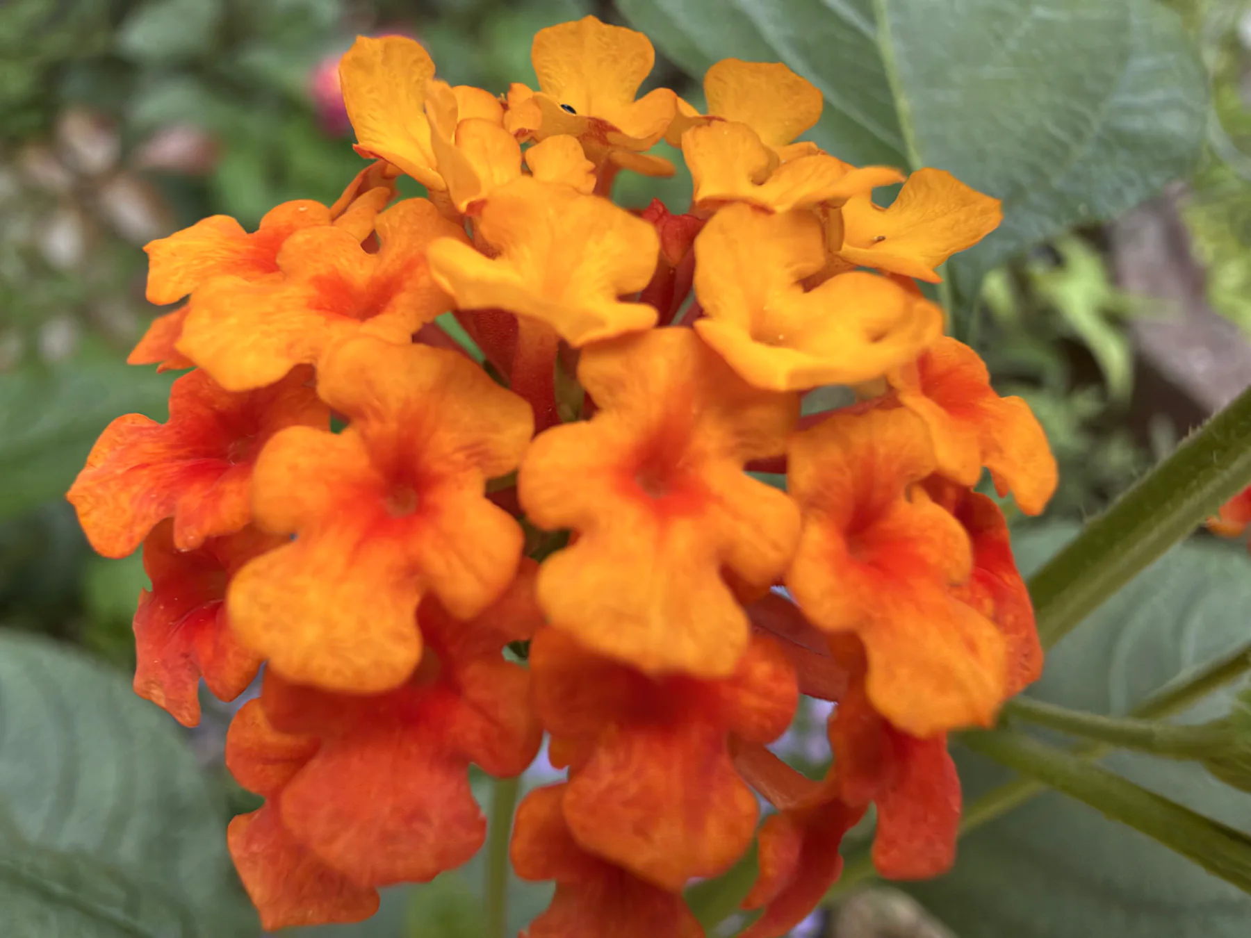 Orange Lantana
