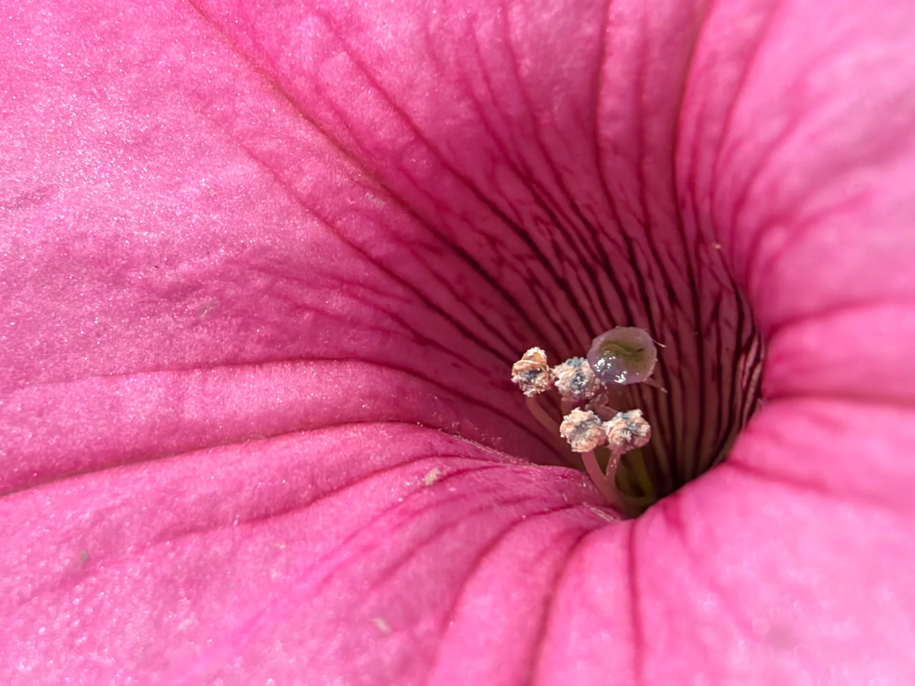 Garden Petunia