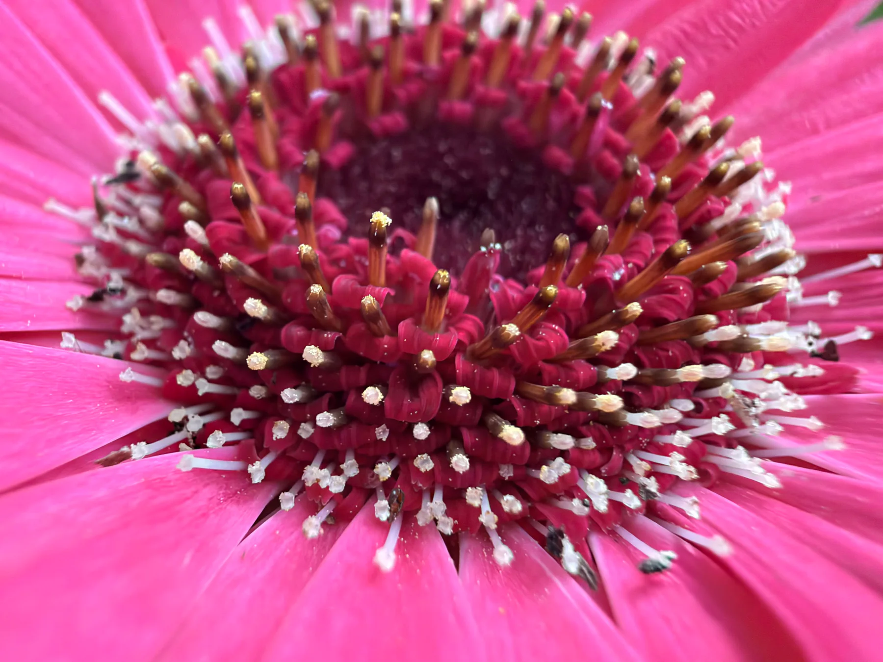 Purple Coneflower