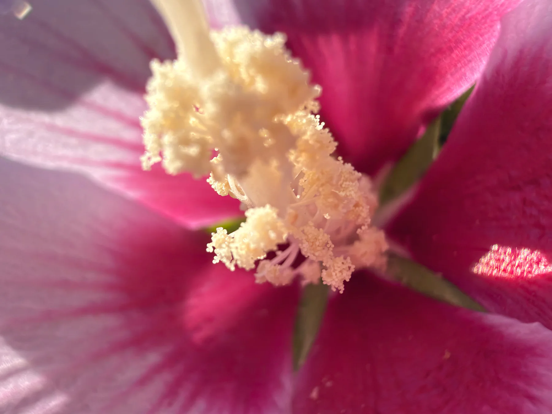 Rose of Sharon