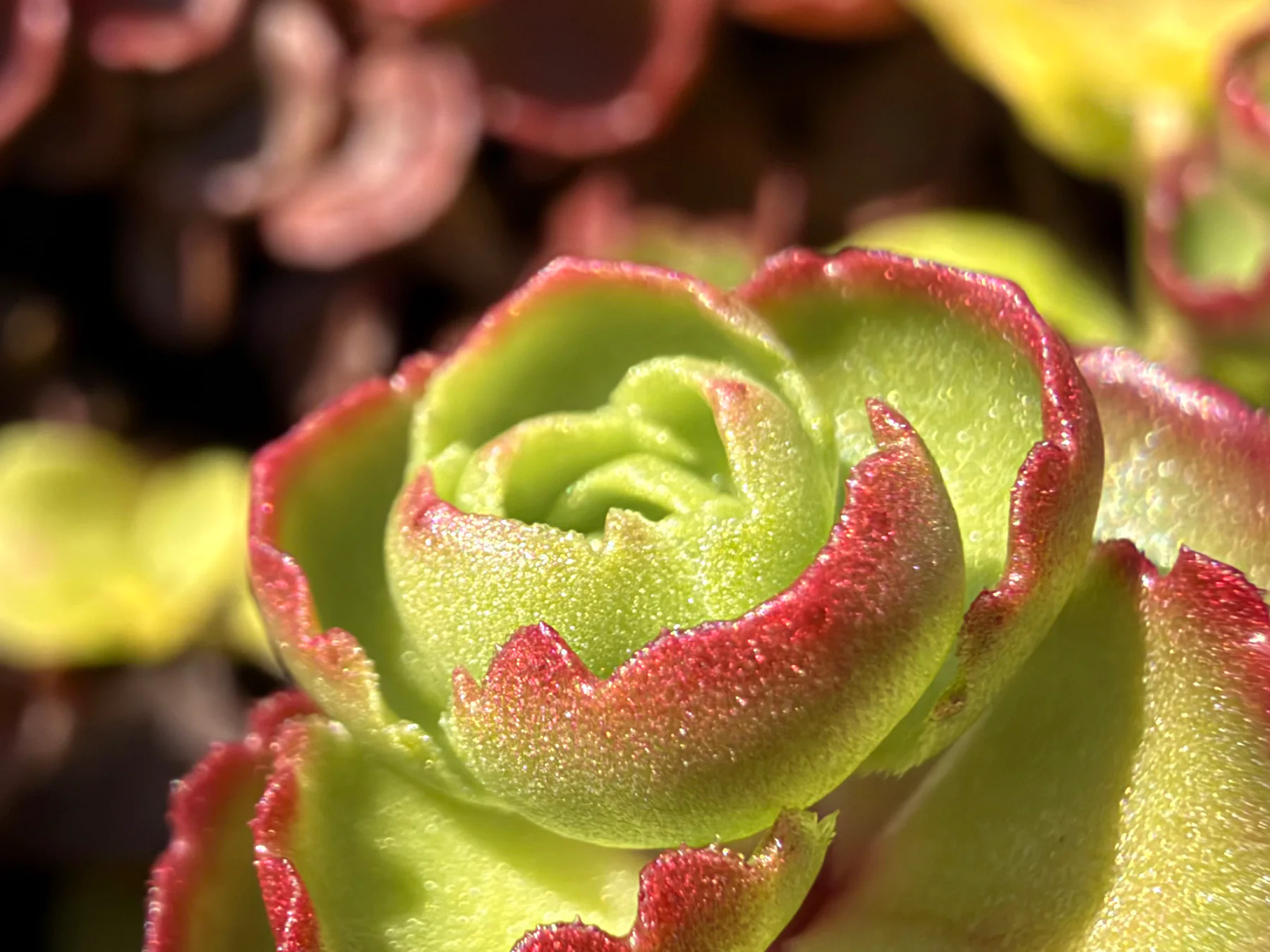 Stonecrop Rosette