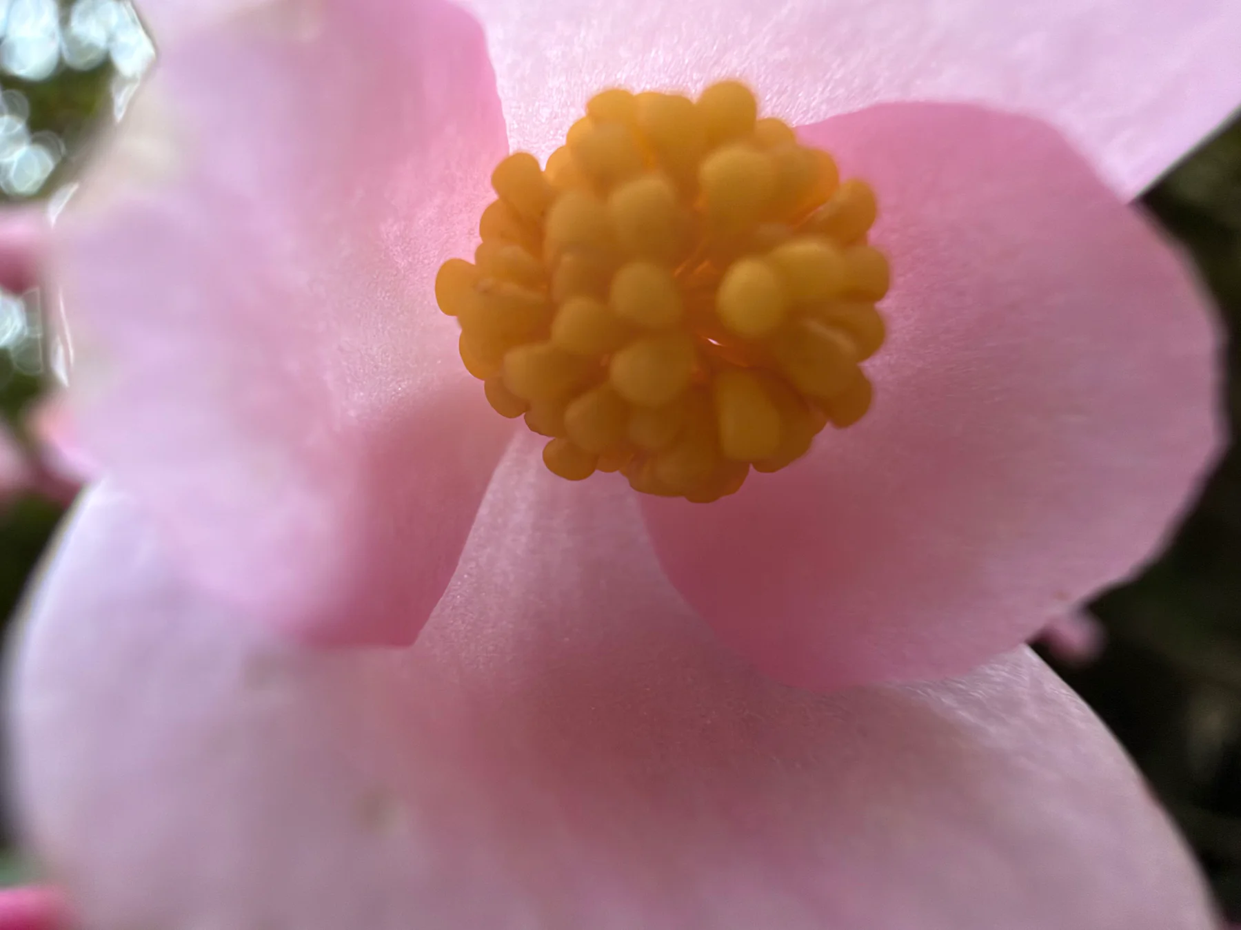 Wax Begonia