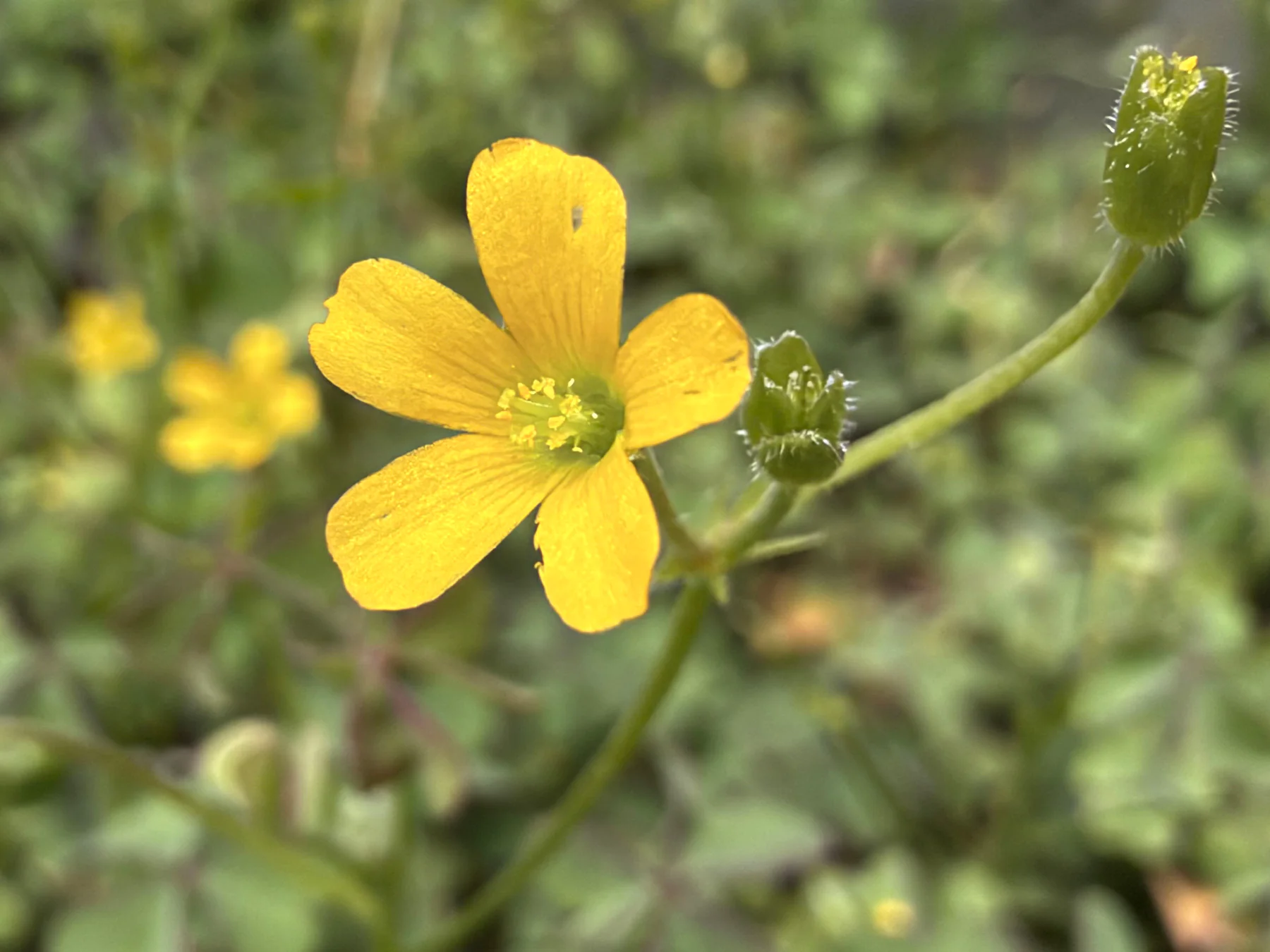 Yellow Wood-sorrel