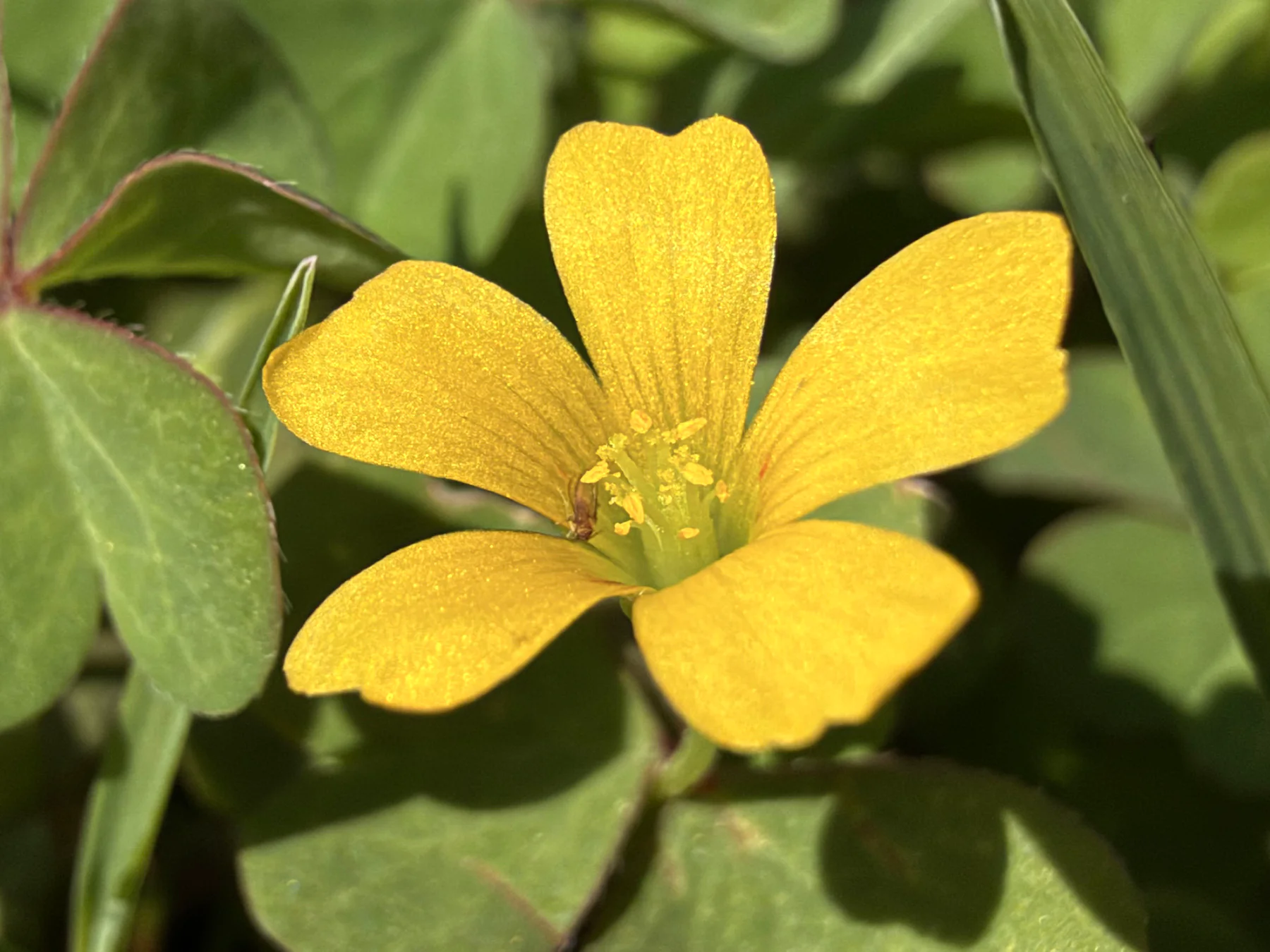 Yellow Wood-sorrel